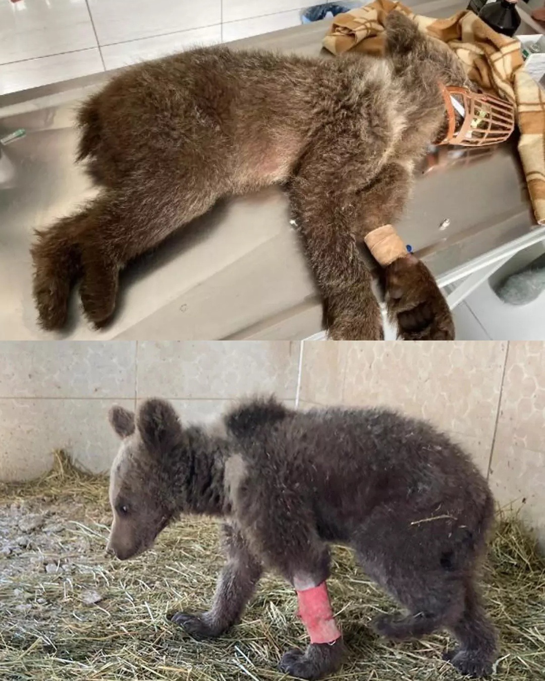 AN. The Amazing Recovery of a Lost Bear Cub: From Fear to Freedom